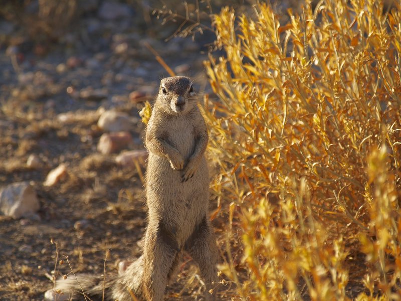 Mount Etjo, Squirrel